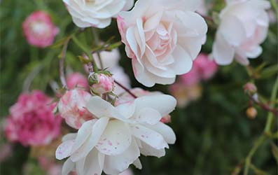 Gardens at The Fleet Care Home