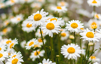 expansive gardens at the fleet care home