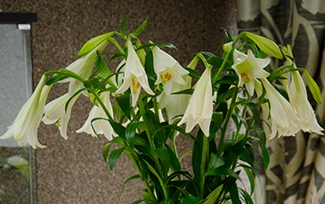 flowers at the fleet care home