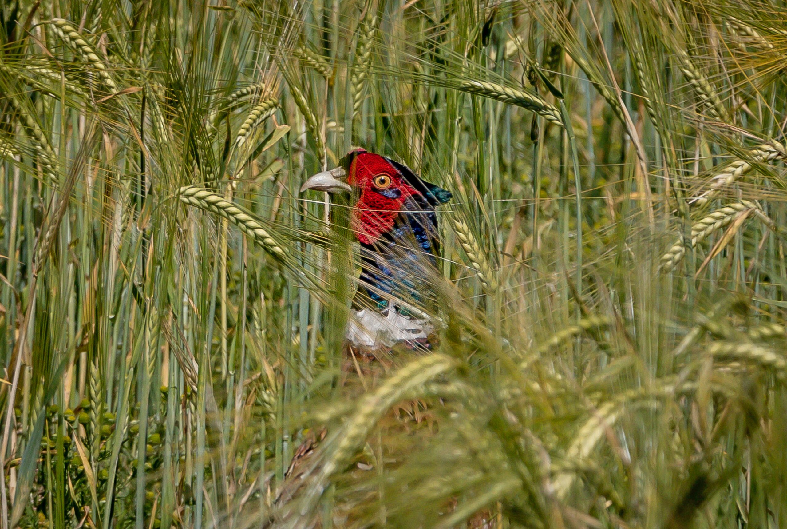 A bird with a red face in long grass in Dartmouth.