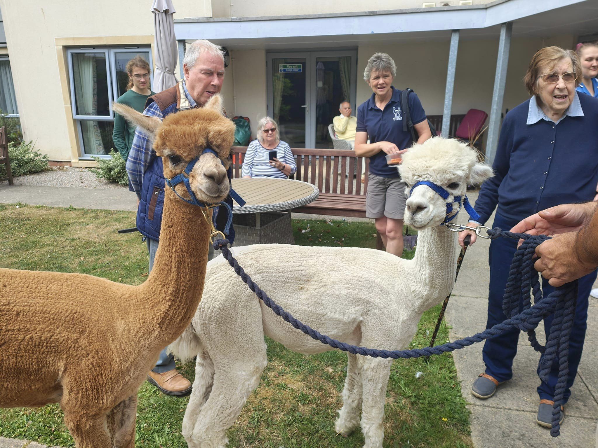 Lakemoor Alpaca Visit to Care Home residents
