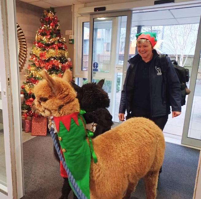 Festive Alpaca visit