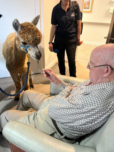 Resident at The Fleet Care home feeding an Alpaca