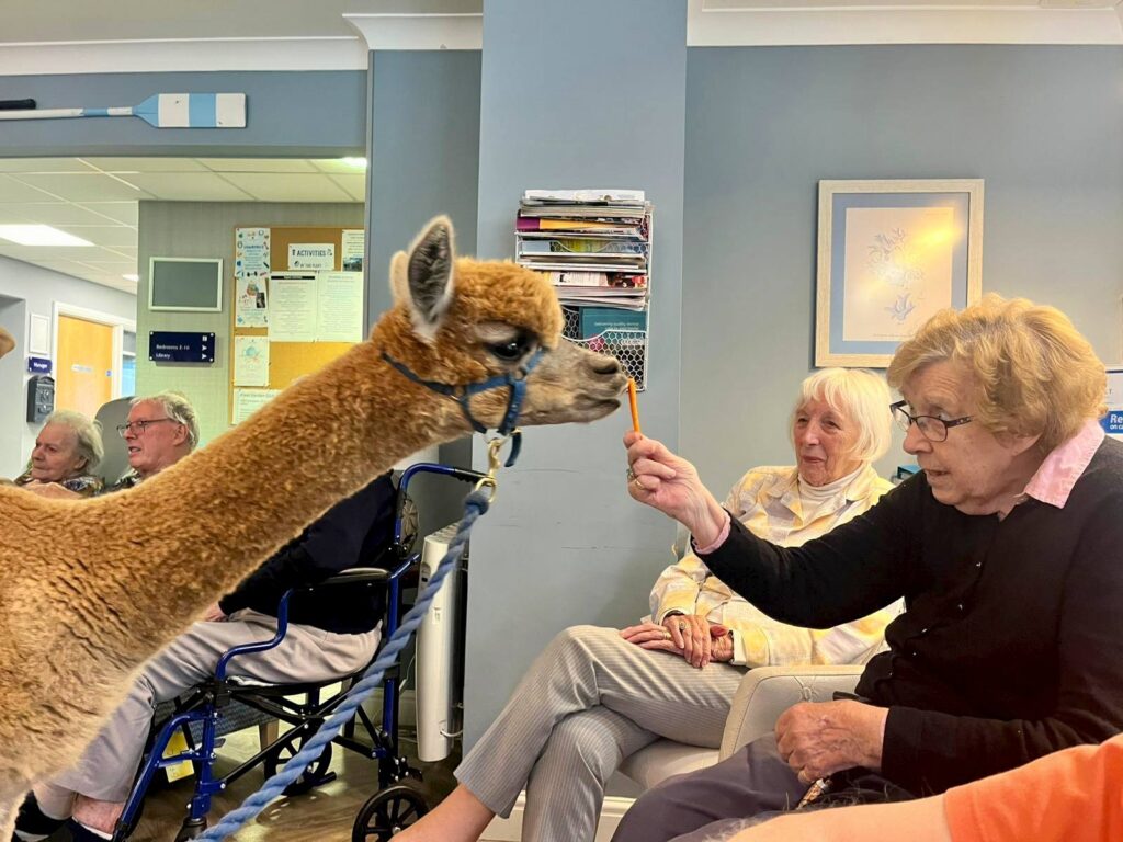 Resident at The Fleet Care home feeding an Alpaca