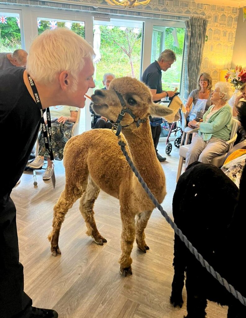 Staff memember feeding an alpaca using his mouth