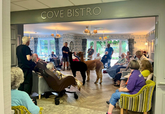 Alpacas visit The Fleet Care Home