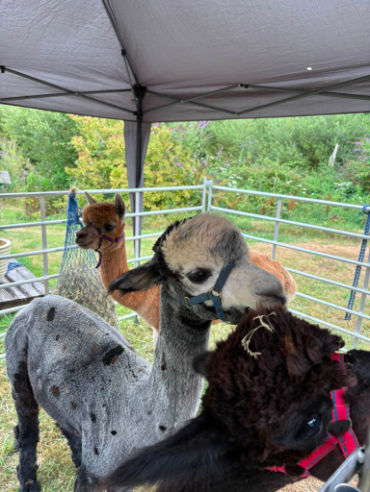 group of alpacas