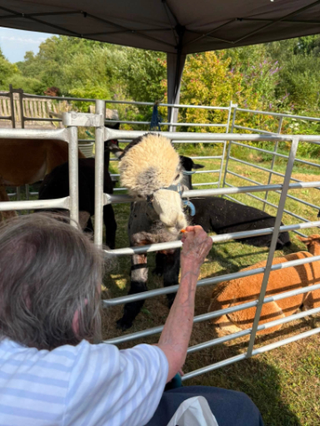 Resident feeding an alpaca during a visit to Lakemoor Alpacas Farm
