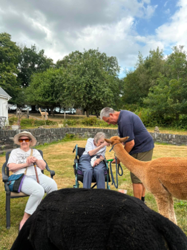 Resident petting an alpaca